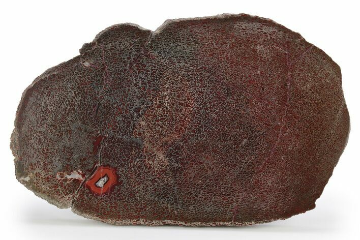 Brilliant Red, Polished Dinosaur Bone (Gembone) Slab - Utah #249276